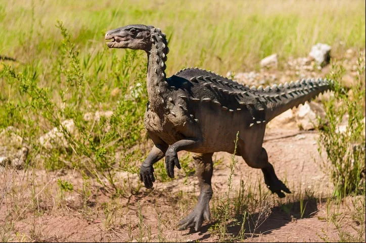 Os fósseis encontrados eram de dinossauros ancestrais, ainda pequenos (50 cm) e compridos (1,50 metro). Ao longo da evolução, eles deram origem aos dinossauros gigantescos (ando, então, a ser quadrúpedes).