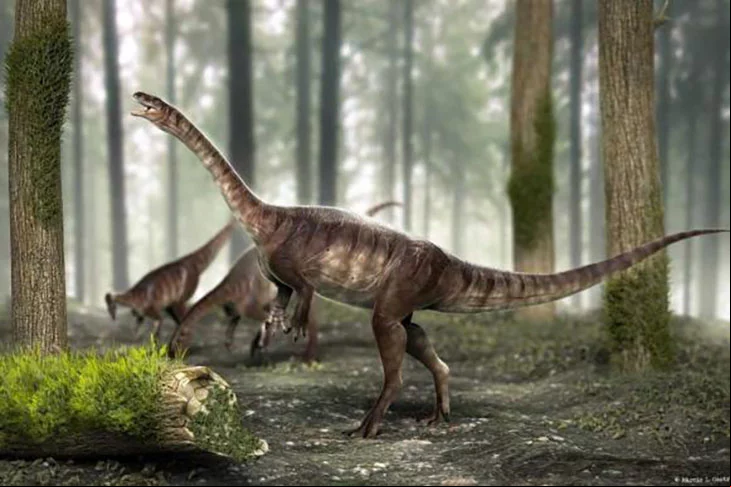 O Brasil tem sítios paleontológicos que atraem milhares de visitantes. São regiões onde, em eras remotas, viveram espécies de dinossauros.
