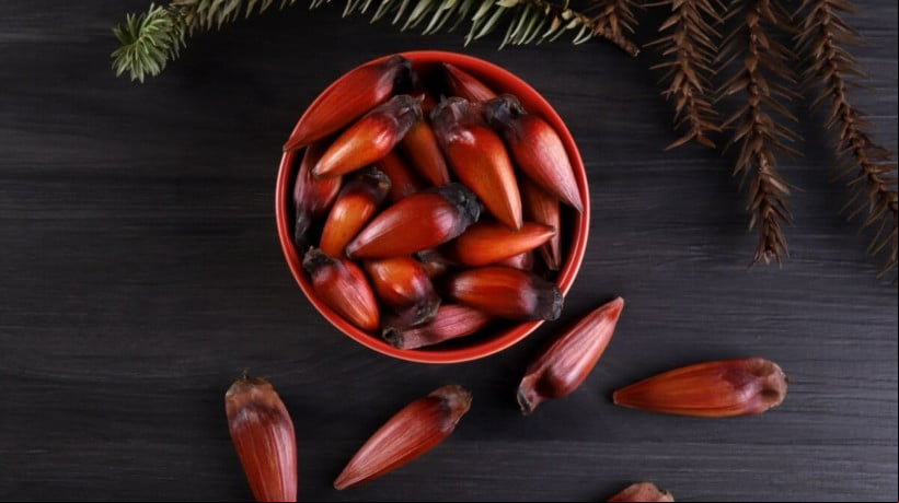 Além de ter um sabor que conquista muitas pessoas ao redor do país, o pinhão também é um alimento fonte de bons nutrientes (Imagem: Cassiano Correia | Shutterstock) 